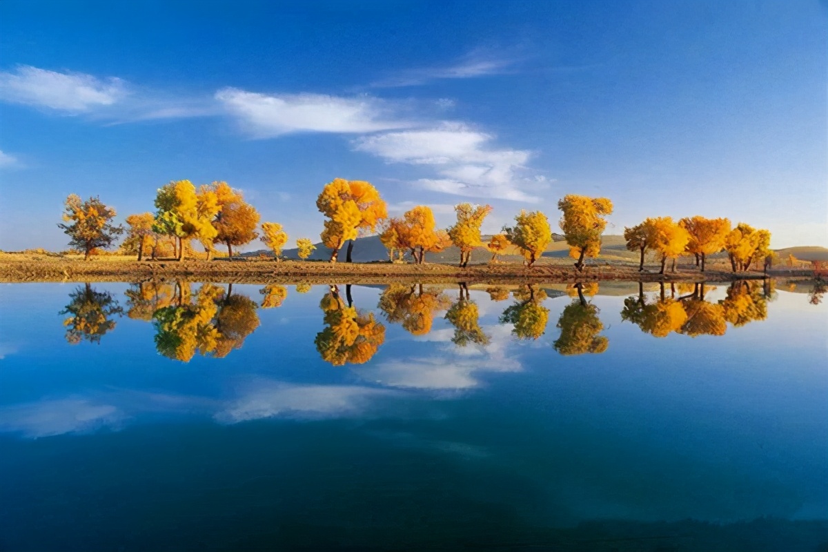 艺术家朗诵不朽的胡杨,千年不朽的胡杨