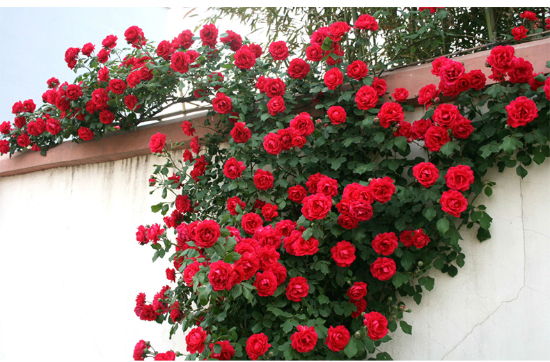 无刺四季开花藤本月季品种有哪些,耐热又耐寒的藤本月季有哪些品种