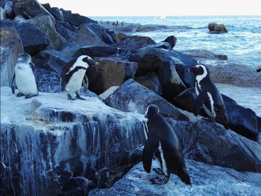 南非开普敦山吃饭,开普敦桌山上帝遗落在人间的餐桌
