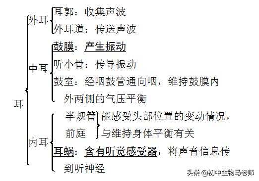 中考生物复习要点速记（人教版）第四单元生物圈中的人