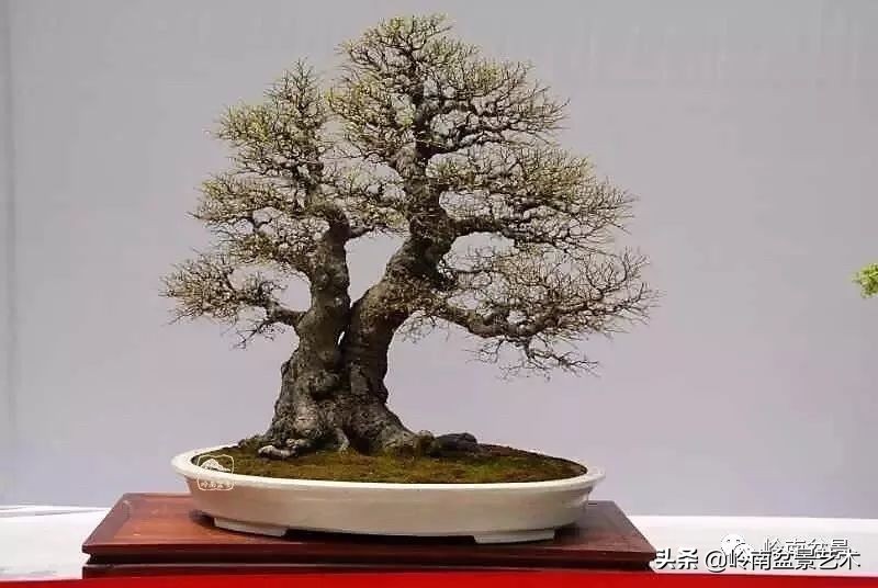 双干树,双干型果树