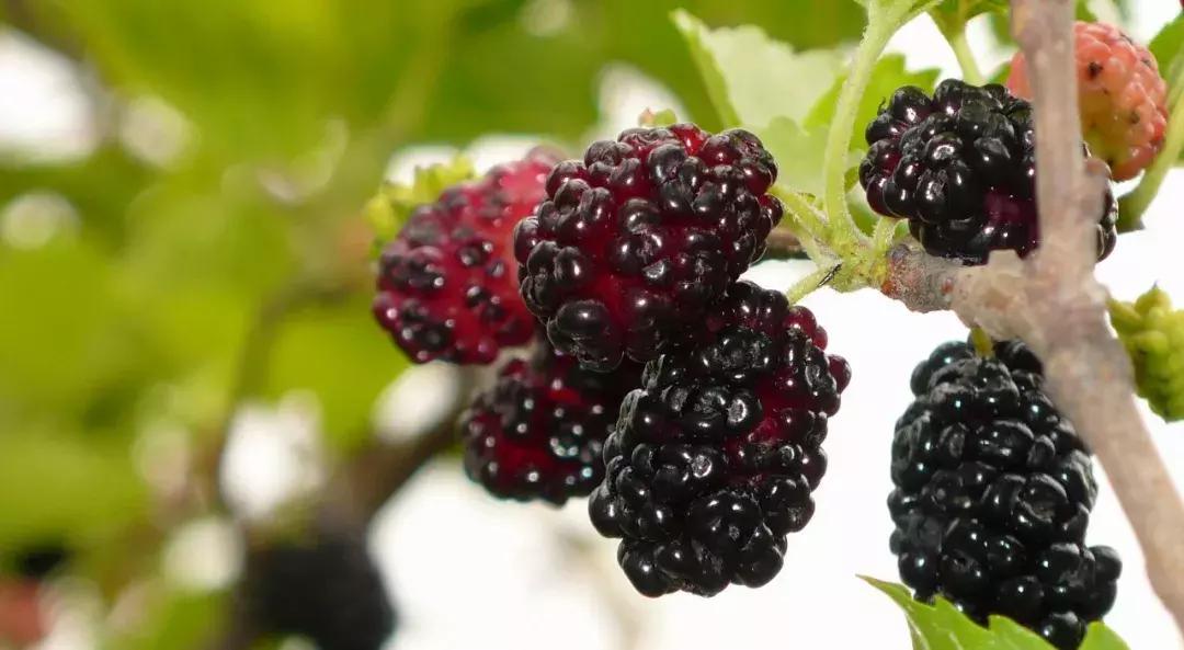 海南琼中最好的地方,海南琼中最美风景区