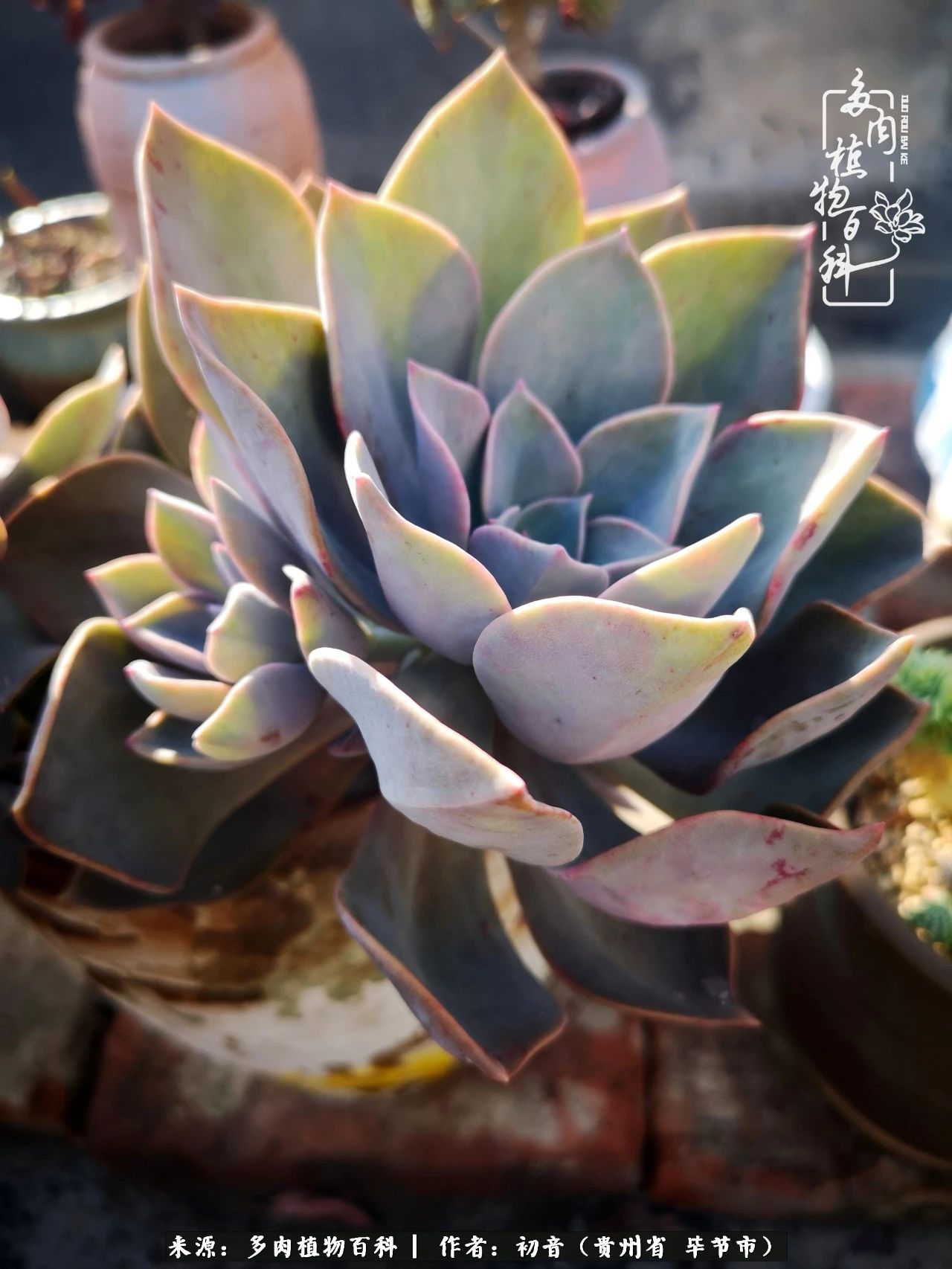 和多肉共度美好时光,与多肉一起成长