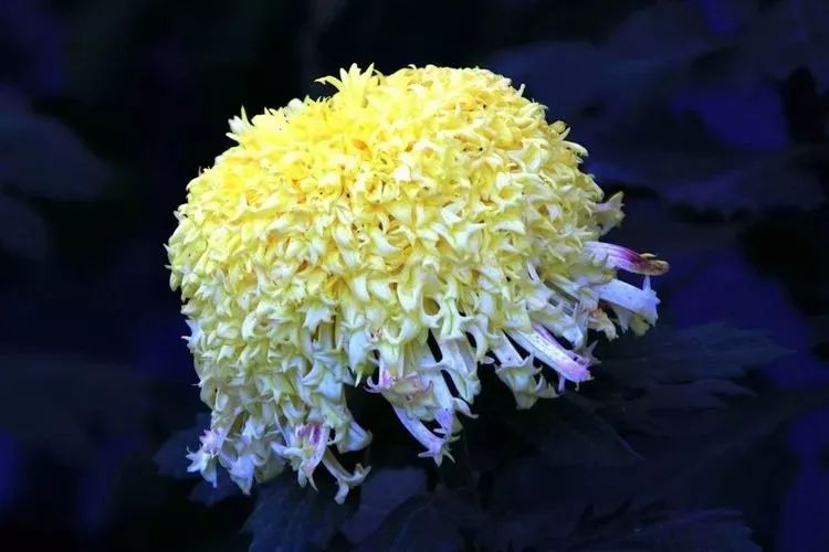 花中四君子菊花国画用笔,花中四君子菊花高清图片