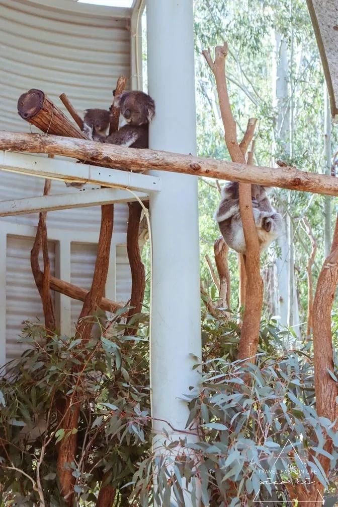 澳洲|春意堪培拉,看袋鼠、品酒、赏花、住进动物的家