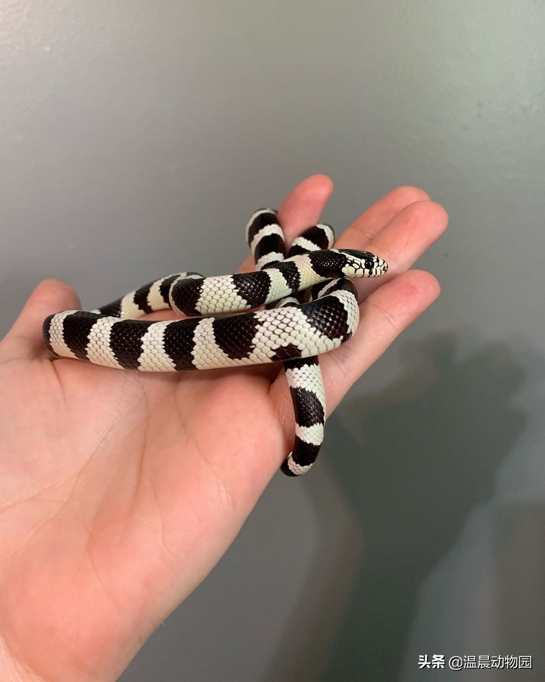 宠物蛇饲养指南,宠物蛇饲养常识有哪些