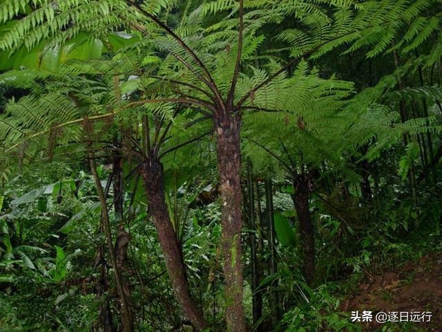 四川自贡市荣县金花,荣县金花乡桫椤谷