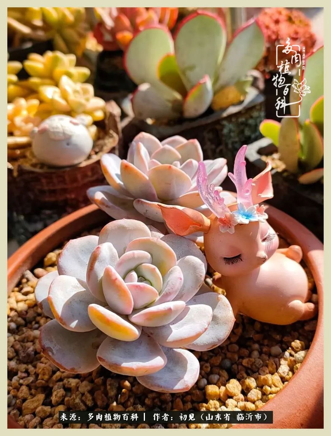 和多肉植物相伴,和多肉相处的心情