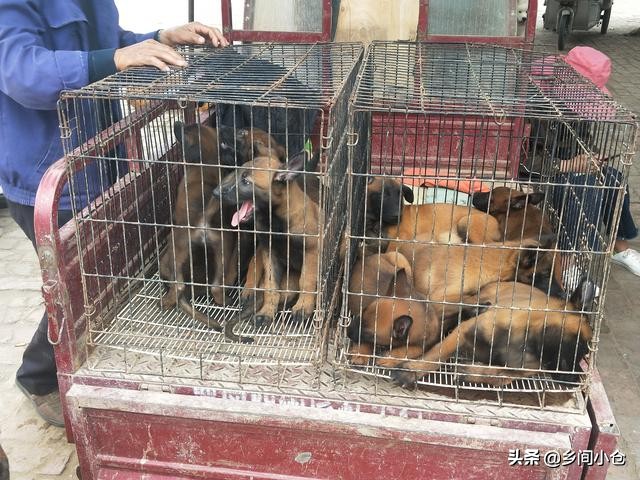 开封狗品种大全,开封狗市是中国最大的吗