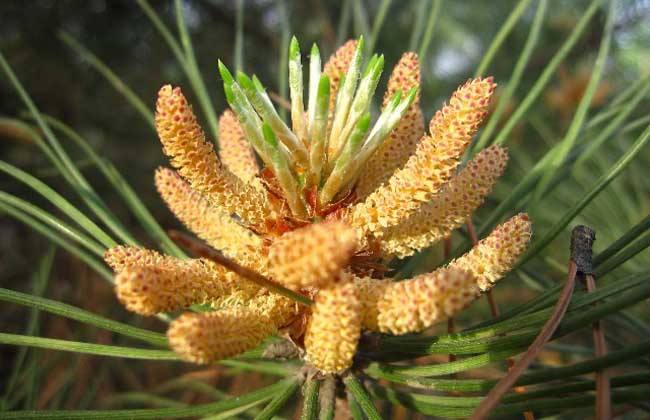 它被称为黄金粉，250元一斤，农村却没人要，掉在地上白白浪费了