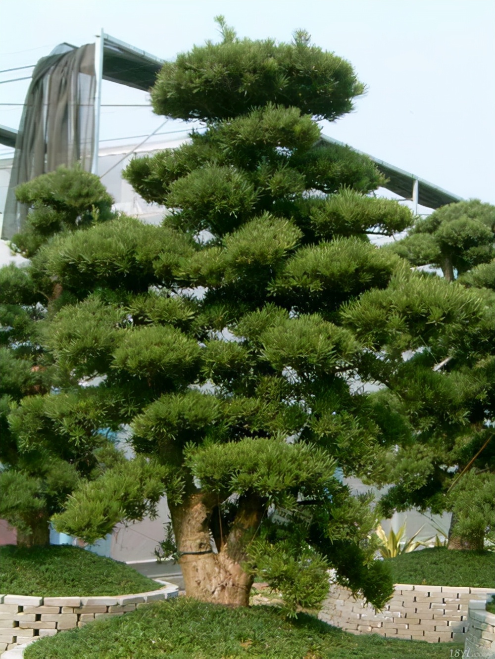 罗汉松生物学特性,罗汉松的生长特性