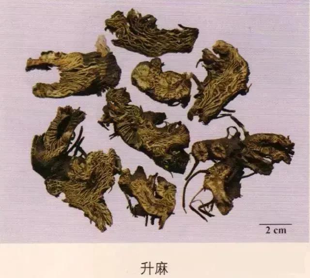 中药材图片大全大图带药名,200多味中药材图谱带图