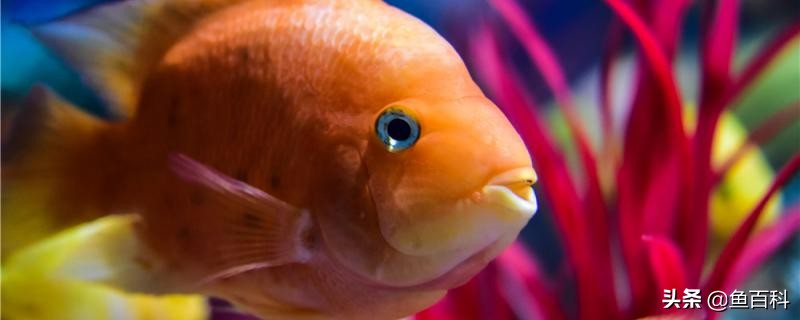 鹦鹉鱼与什么鱼在一起能繁殖,鹦鹉鱼繁殖方法及全过程记录