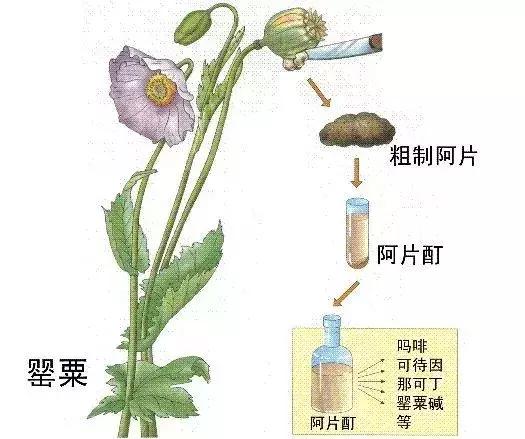 从国外带25盒药回国违法吗,从国外带药回国被扣要判多少年