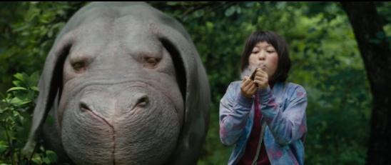 玉子变异猪,玉子金猪