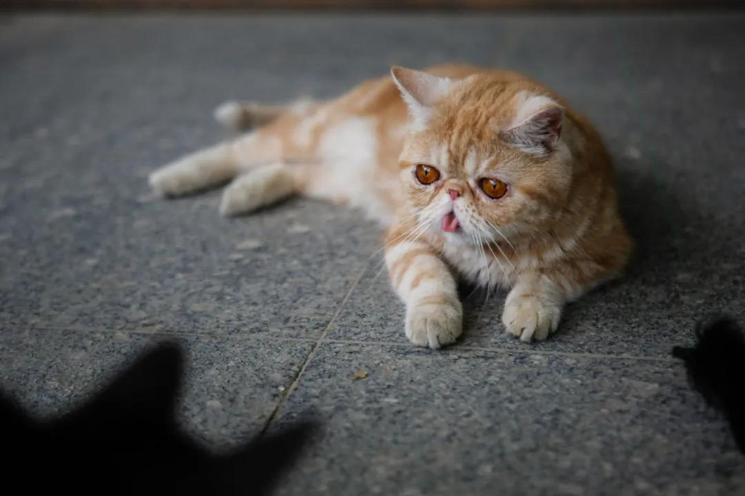 小猫咪为什么喜欢在阳光底下翻滚,小猫咪为什么爱偷袭