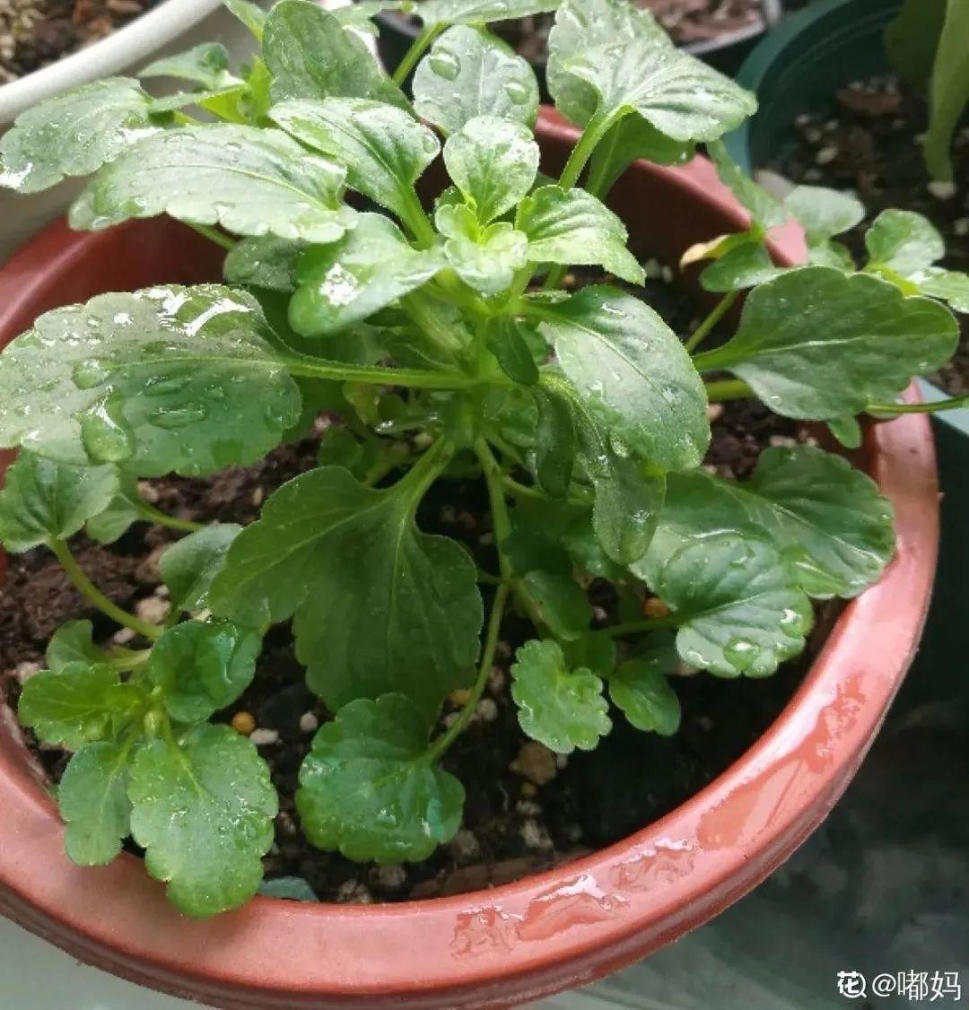 耐寒又好养的香水花,家里可以养法国香水花