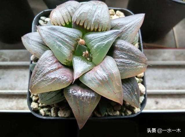 多肉十二卷的观赏价值,多肉十二卷的养护方法