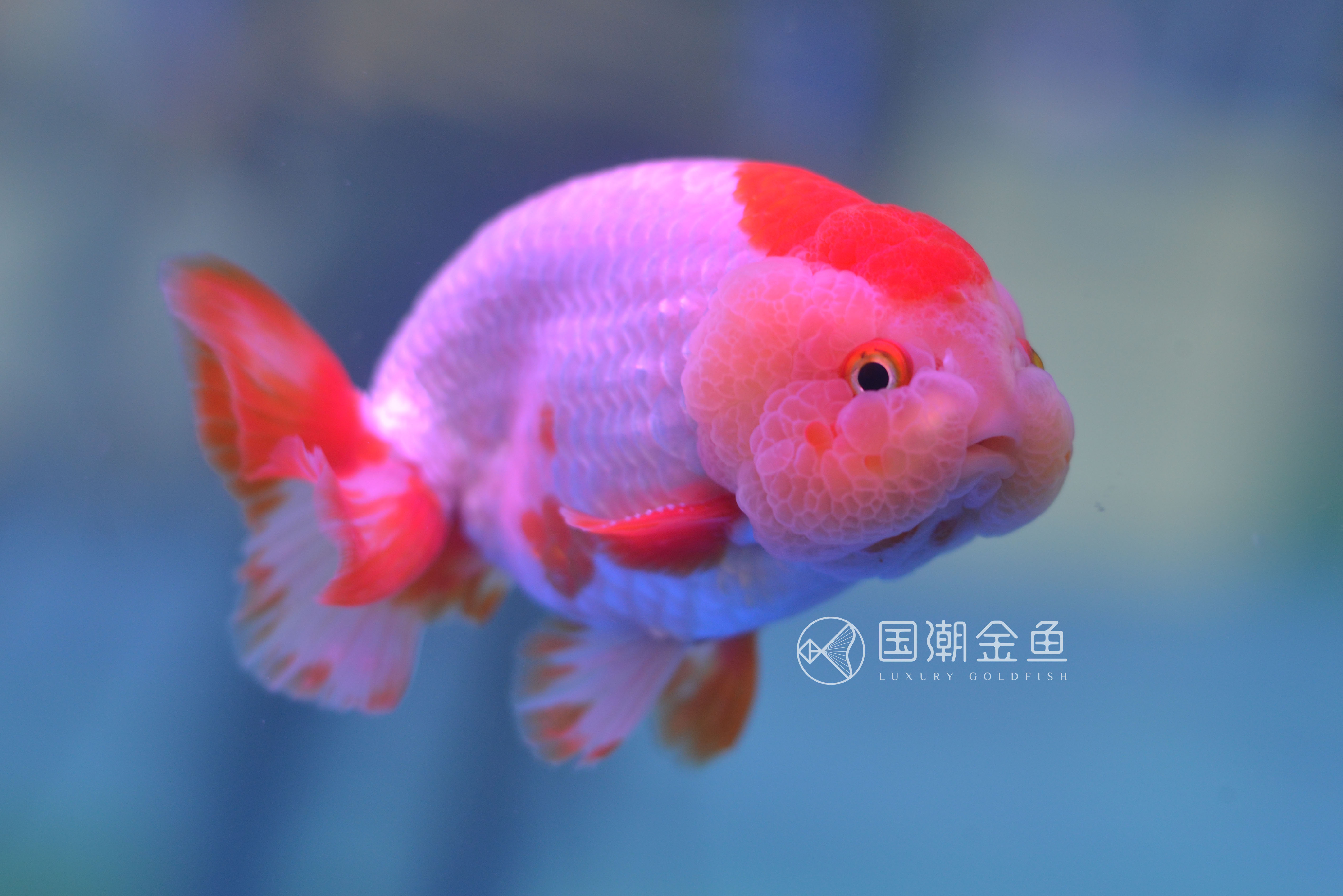 金鱼的颜色与光照的关系,什么品种的金鱼后期颜色稳定