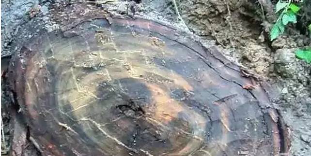 四川出土金丝楠阴沉木,金丝楠阴沉木出土现场