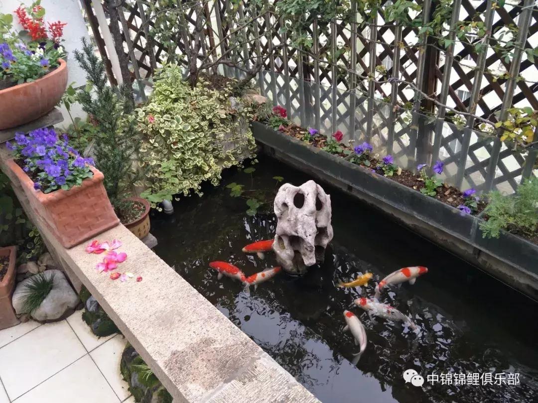 北京室外地上鱼池怎么过冬,东北户外鱼池过冬