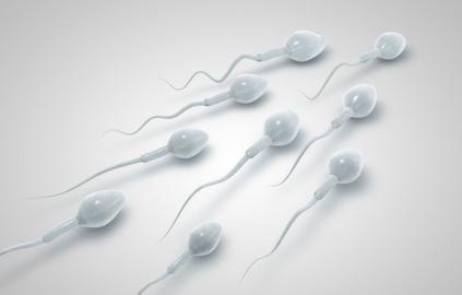 论当我还是一颗精子时，是如何跨越重重阻碍与“她”相遇