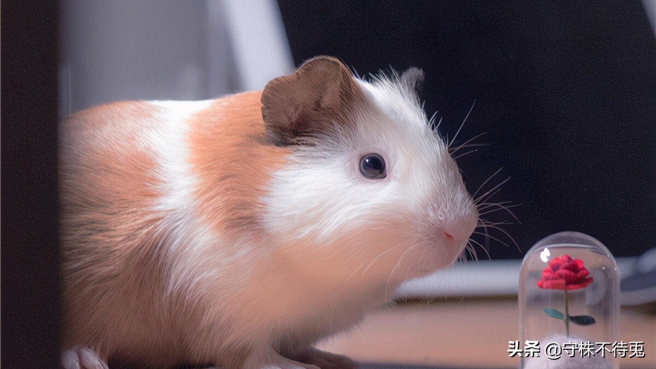 超实用的冷知识大全建议收藏,20个冷知识又科普新的知识面