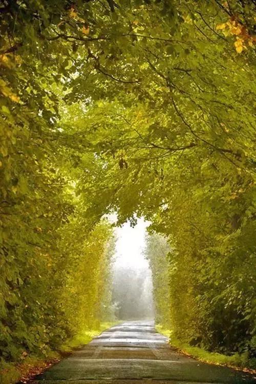 秋天落叶一拍都是一幅画,秋天的景色美得好像一幅画