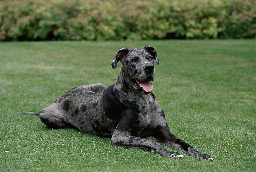 盘点世界十大犬类,中国古代十大大型犬