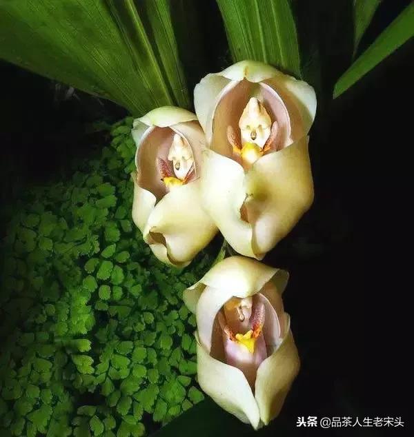 最新世界十大“怪”,最后一个太绝了!