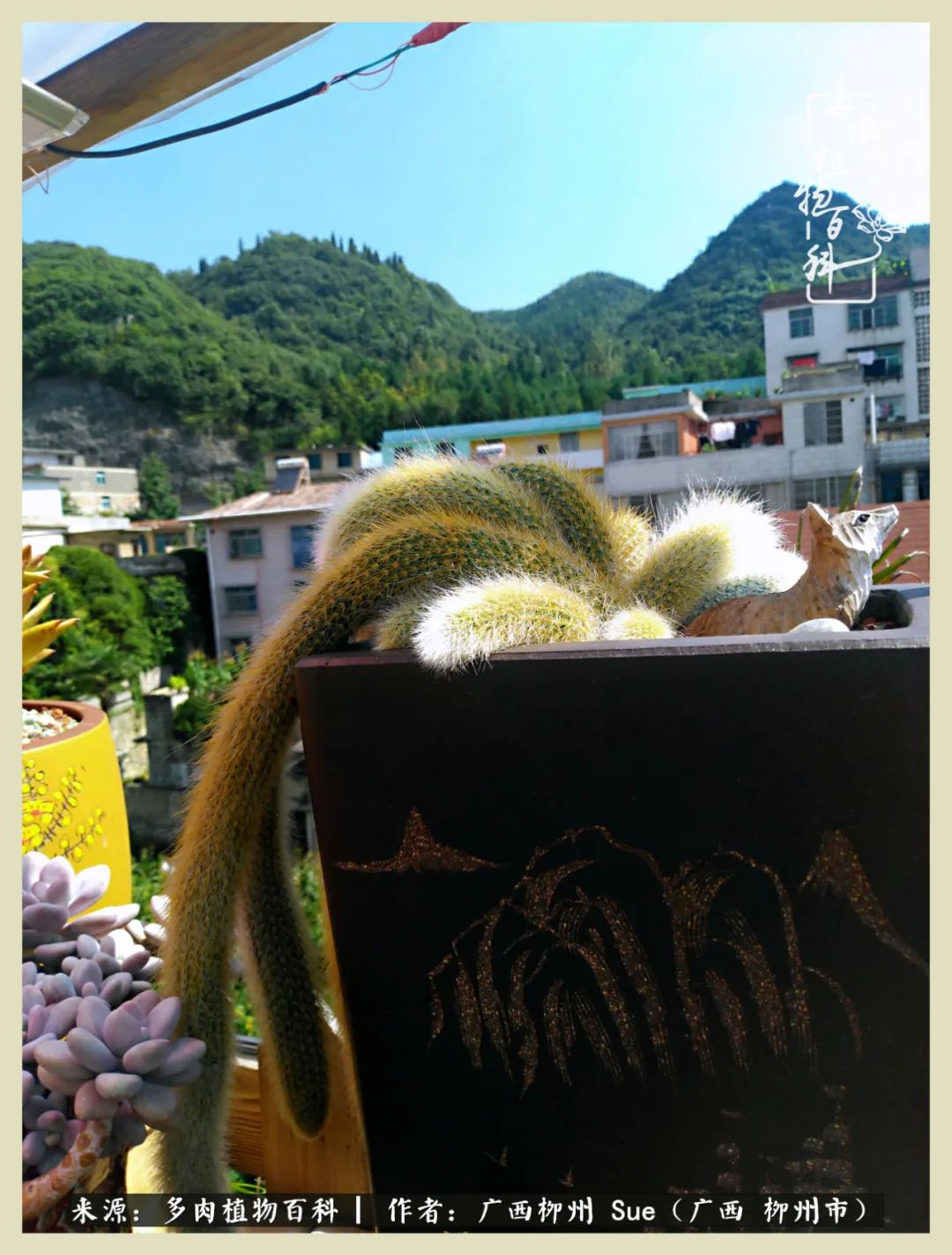 艳阳高照凉爽贵州,我要勤快地捕捉美好!(二)