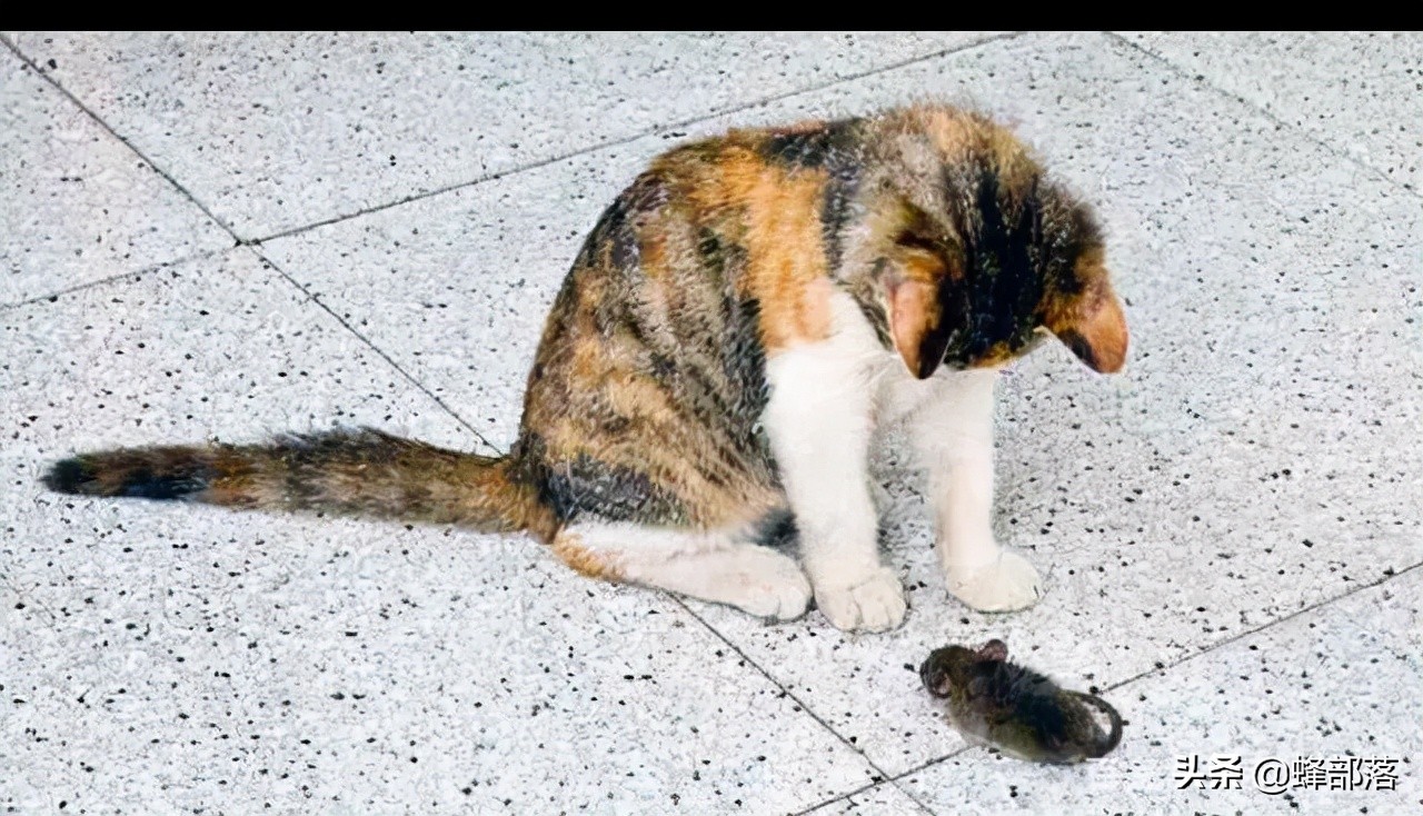 老鼠的天敌那么多为什么还没绝种,老鼠的天敌是谁为什么没有灭绝