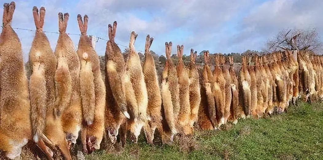 你不了解的野性，成年人无法徒手抓起一只野兔，兔子蹬鹰有绝招