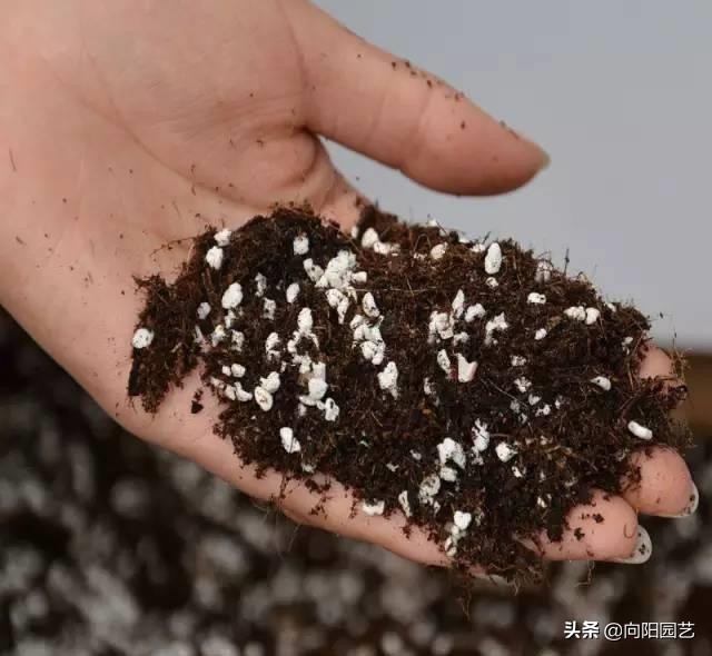 绿萝扦插的最佳方法,绿萝不用生根液怎样生根