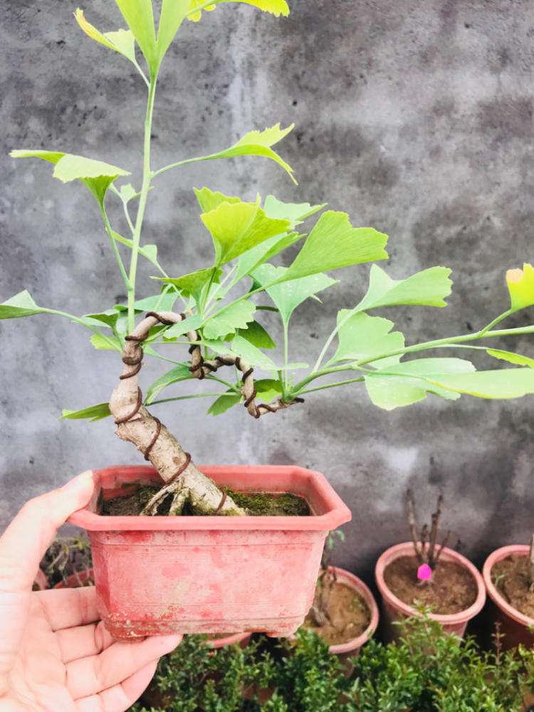 适合院内种的风水树,适合院子里种的聚财吉树