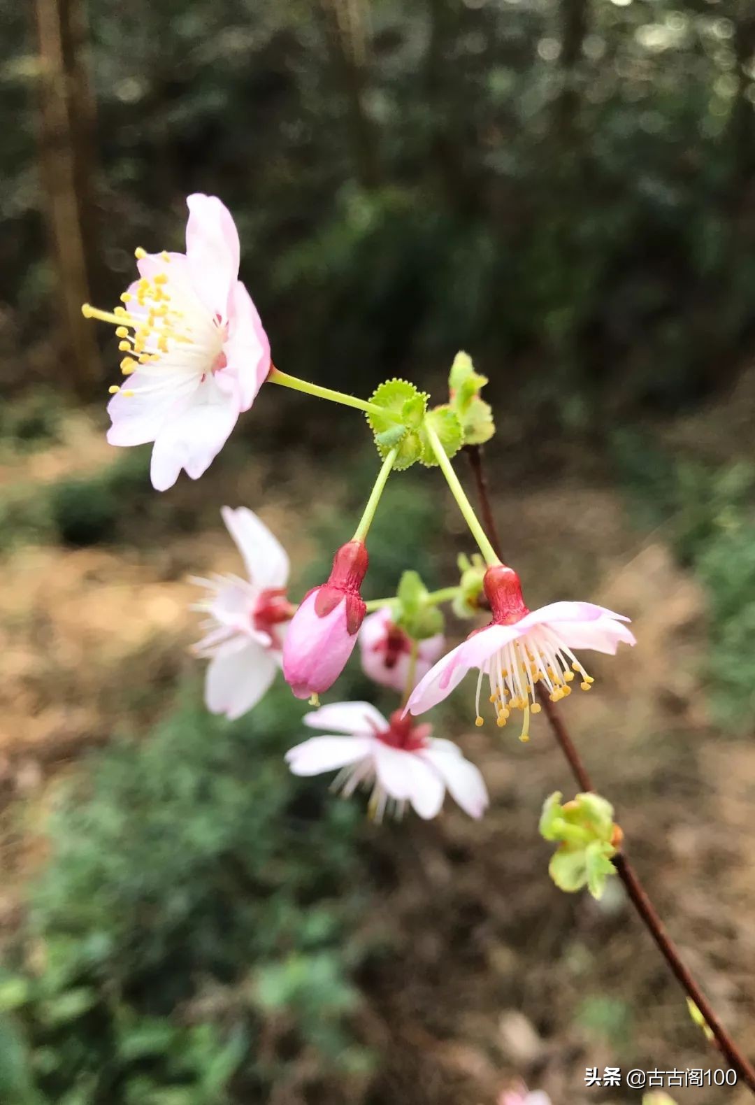 越王峥大峡谷：风景壮美，迷倒众生