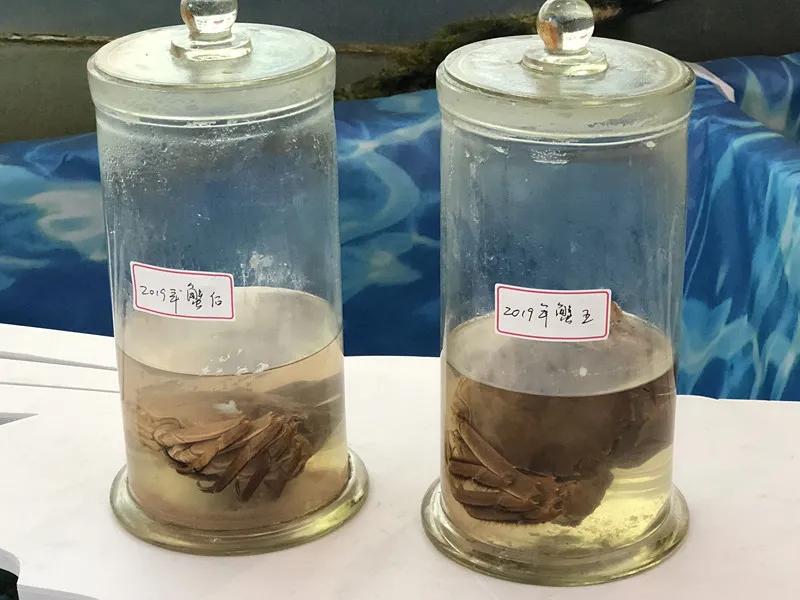 合肥农交会2023,合肥农交会的东西怎么样