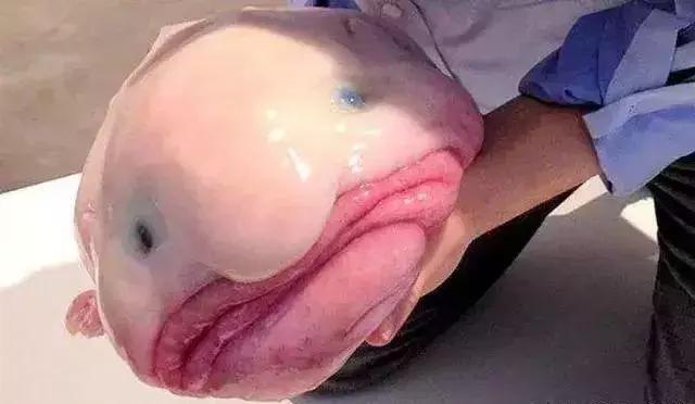 世界十大不寻常宠物,全球最稀有的宠物