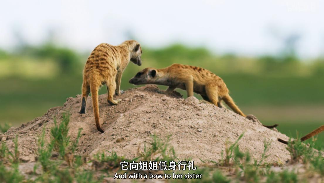 狐獴为什么只有女王有繁殖的权利,心狠手辣的狐獴