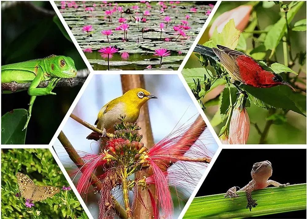 西双版纳最值得一去的景点大排名,西双版纳适合6-12岁儿童的景点