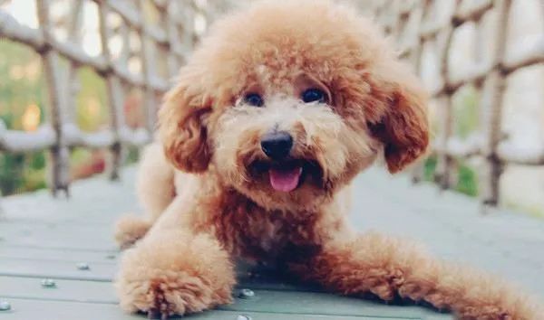 盘点那些老人养的巨型狗,8-10年寿命的狗狗