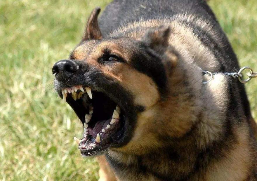 得狂犬病狗狗的症状,狂犬病死后的狗狗症状