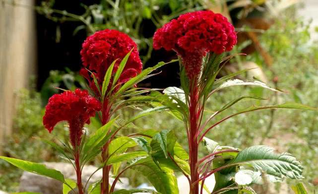 植物都有哪些奇妙之处,植物的奇特现象有哪些