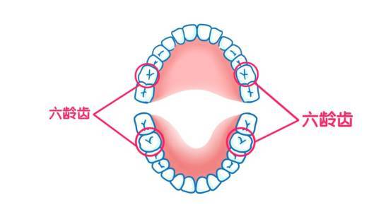 儿童牙齿六龄齿科普,儿童牙齿萌出顺序和年龄