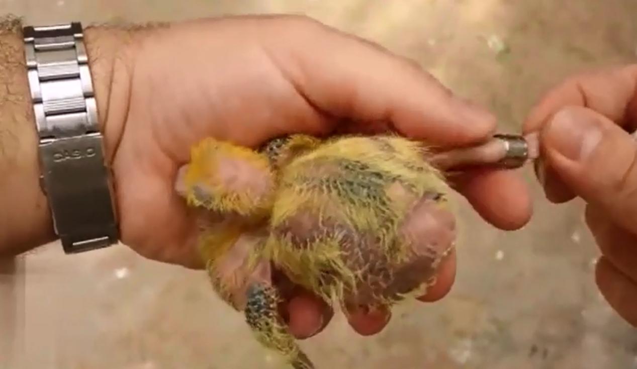 赛鸽套环的正确方法,成败往往在细节