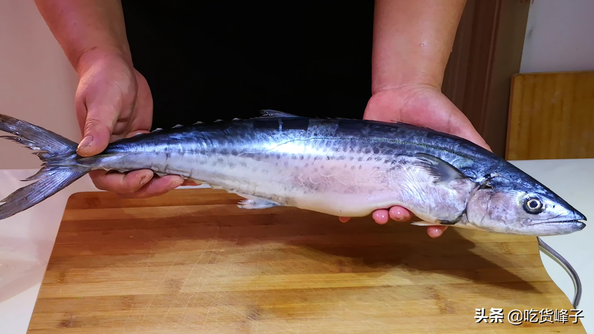 鲅鱼和鲐鲅鱼都是海鱼吗,跟鲐鲅鱼长得类似的有哪几种