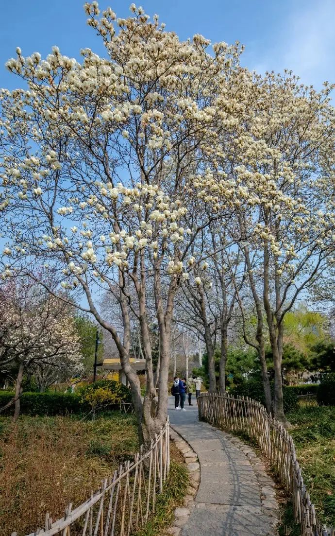 济南3月免费赏花攻略,花都开了济南周边赏花攻略收好