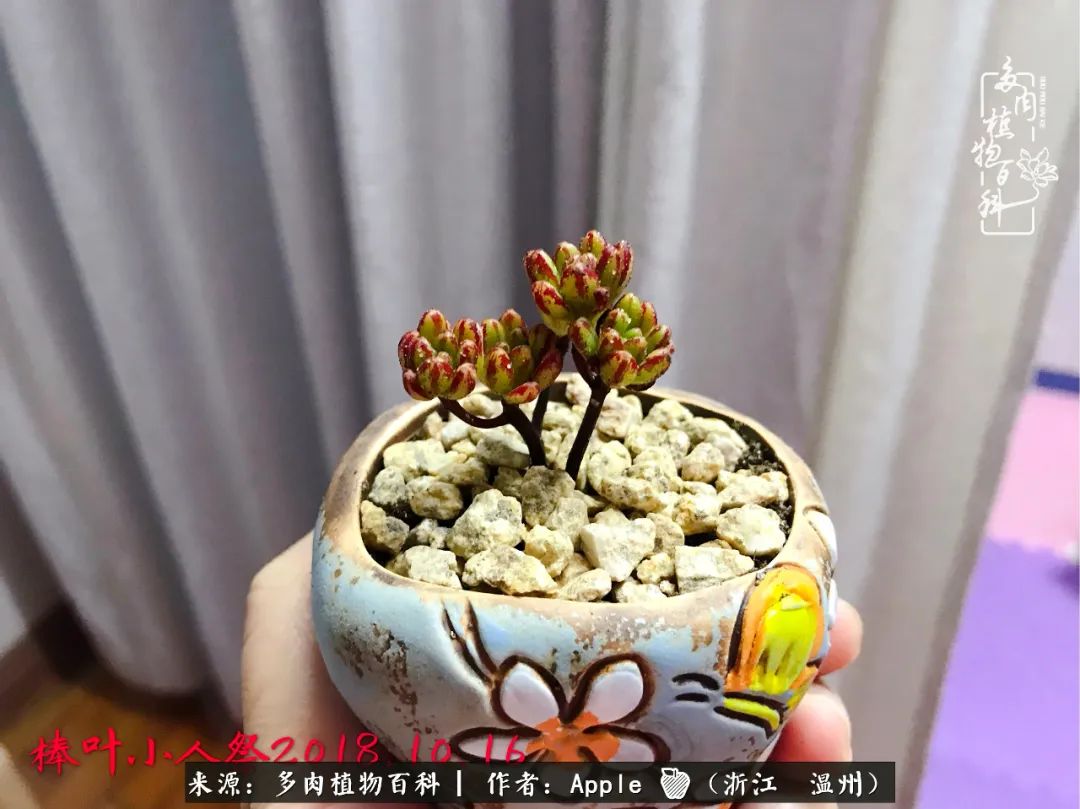 多肉成长记观察记录怎么写,多肉成长记录观察展板