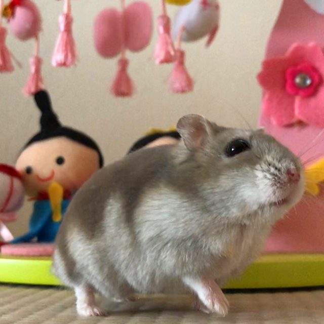 仓鼠长期躲角落怎么让它不再躲,刚到家的仓鼠要不要给它躲避屋