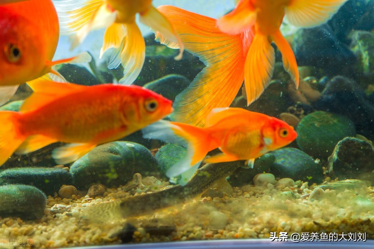 十大好养小型冷水鱼,十大建议买的冷水鱼